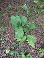 Cypripedium