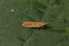 Dichomeris acuminatus