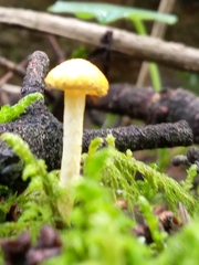 Cyptotrama chrysopepla