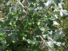 Populus alba