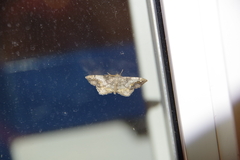 Hypagyrtis