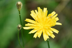 Pilosella piloselloides