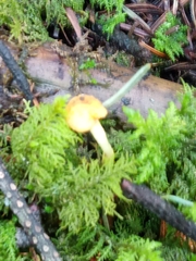 Cyptotrama chrysopepla