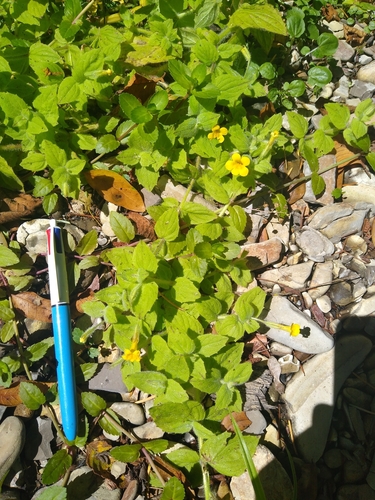 Erythranthe ptilota (Erythranthe ptilota)