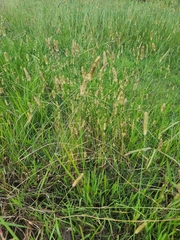 Phalaris caroliniana