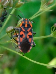 Spilostethus saxatilis