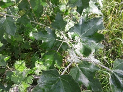 Populus alba
