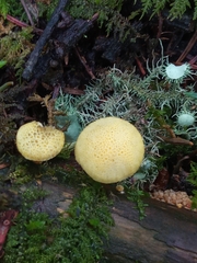 Cyptotrama chrysopepla