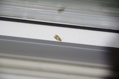 Choristoneura fumiferana