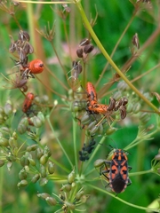 Spilostethus saxatilis
