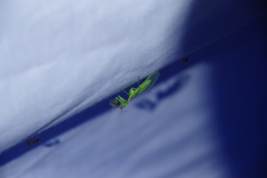 Zeugomantispa minuta