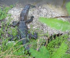 Alligator mississippiensis