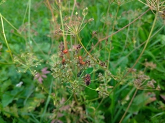 Spilostethus saxatilis