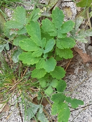 Chelidonium majus
