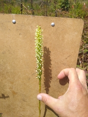 Platanthera elegans elegans