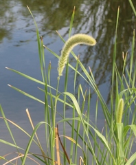 Setaria magna