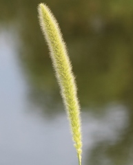 Setaria magna