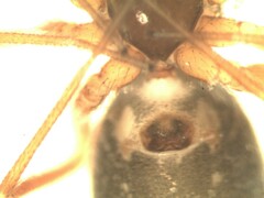 Walckenaeria corniculans