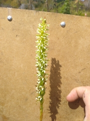 Platanthera elegans elegans