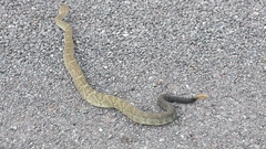 Crotalus molossus nigrescens