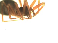 Walckenaeria corniculans