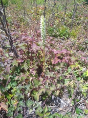 Platanthera elegans elegans
