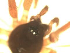 Walckenaeria corniculans