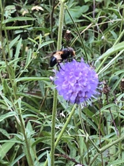 Volucella pellucens