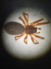 Walckenaeria corniculans