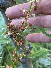 Rumex triangulivalvis