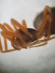 Walckenaeria corniculans