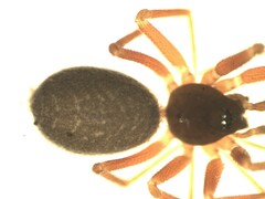 Walckenaeria corniculans