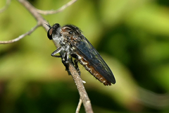Heteropogon macerinus