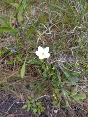 Parnassia glauca