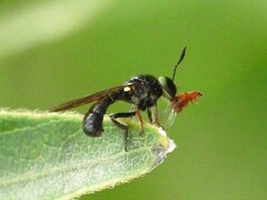 Cerotainia