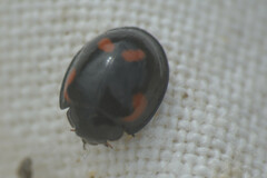 Exochomus quadripustulatus