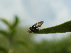 Cerotainia