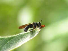 Cerotainia