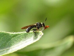 Cerotainia