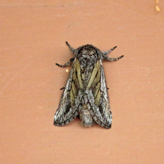 Noctuidae