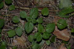 Lamium galeobdolon