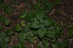 Lamium galeobdolon