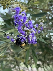 Bombus