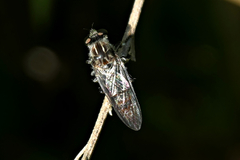 Heteropogon macerinus
