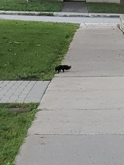 Sciurus carolinensis