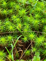 Polytrichum juniperinum