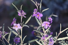 Solanum sturtianum