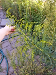 Solidago altissima