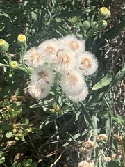 Erigeron bonariensis