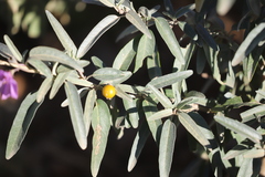 Solanum sturtianum